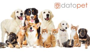 datopet blog